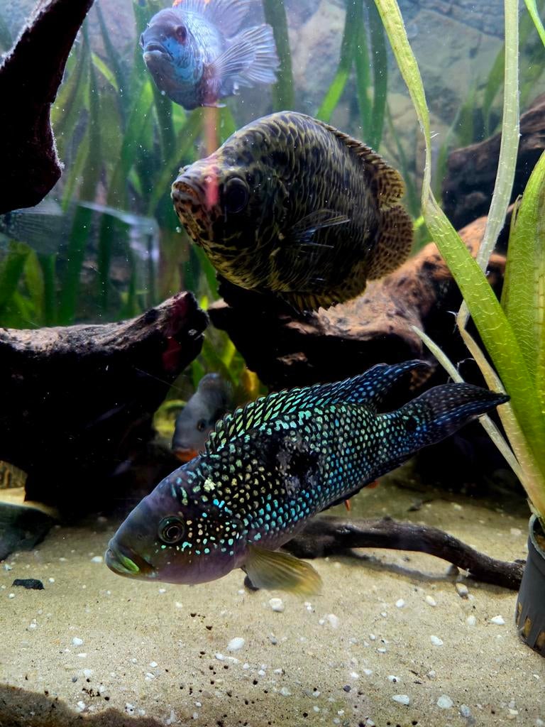 jack dempsey cichlide vrouw (volwassen), Vis