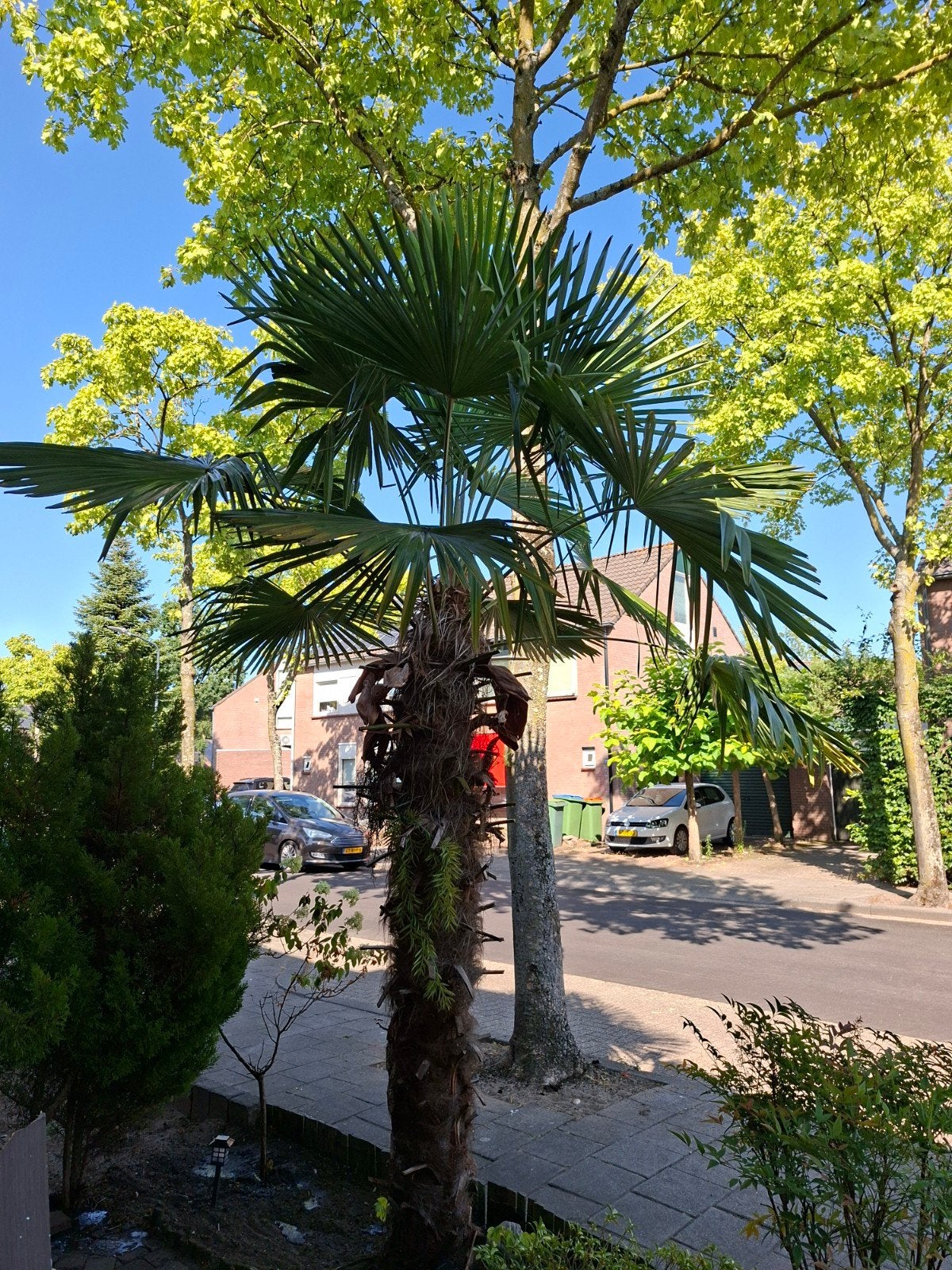 Mooie grote winterharde palmboom, bloeit elk jaar, 100 tot 250 cm, Zomer, Palmboom, Ophalen