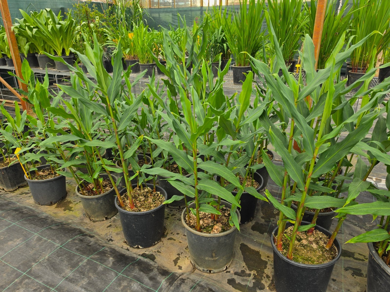 Hedychium cv. Samsheri, Ophalen, Overige soorten, Volle zon