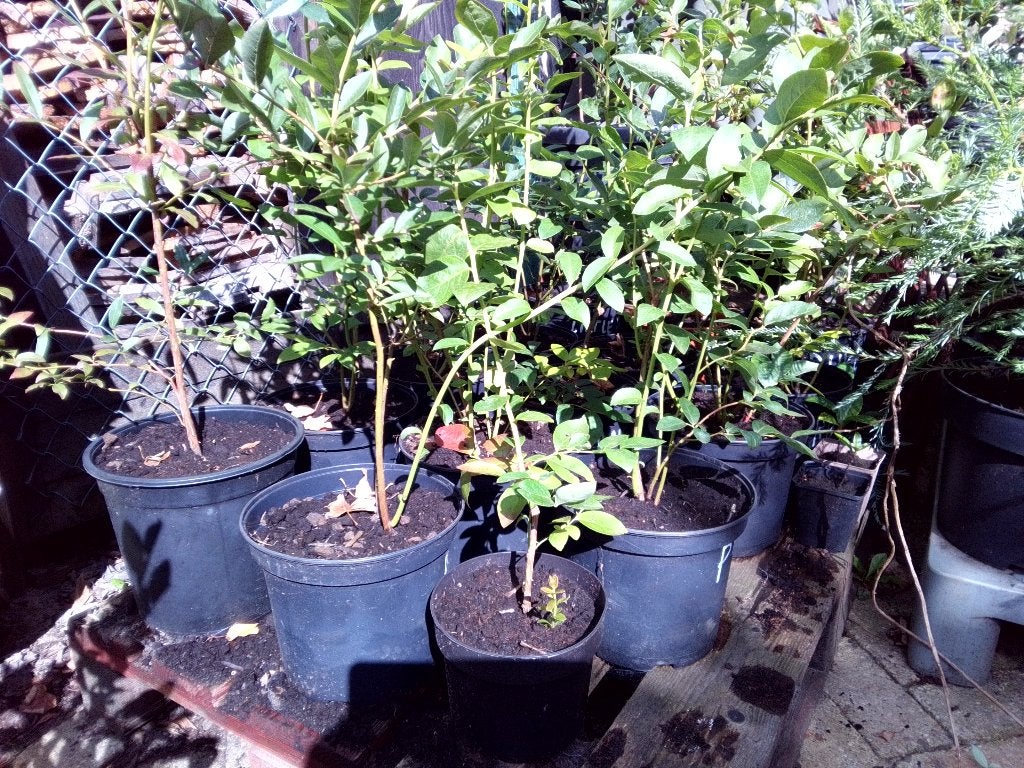 Blauwe bessen struiken te koop, Ophalen, Volle zon, Vaste plant, Fruitplanten