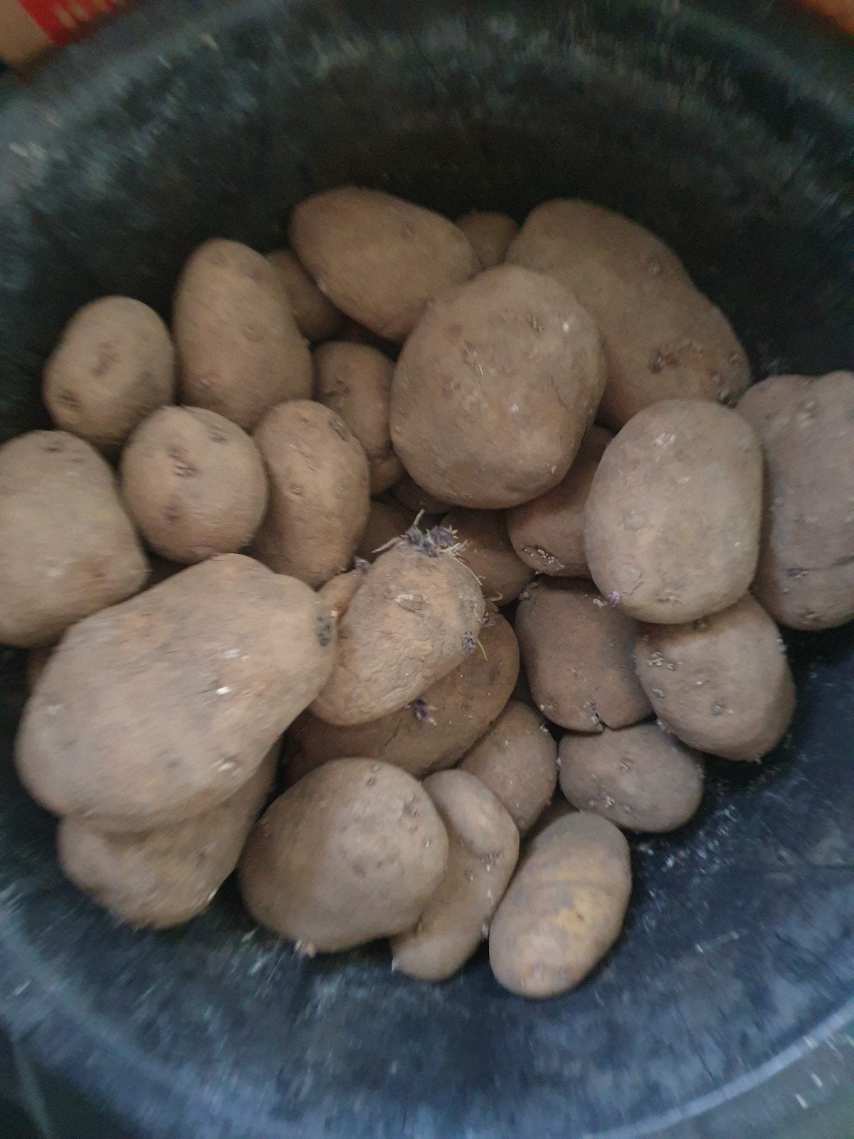 AARDAPPELS, Ophalen of Verzenden
