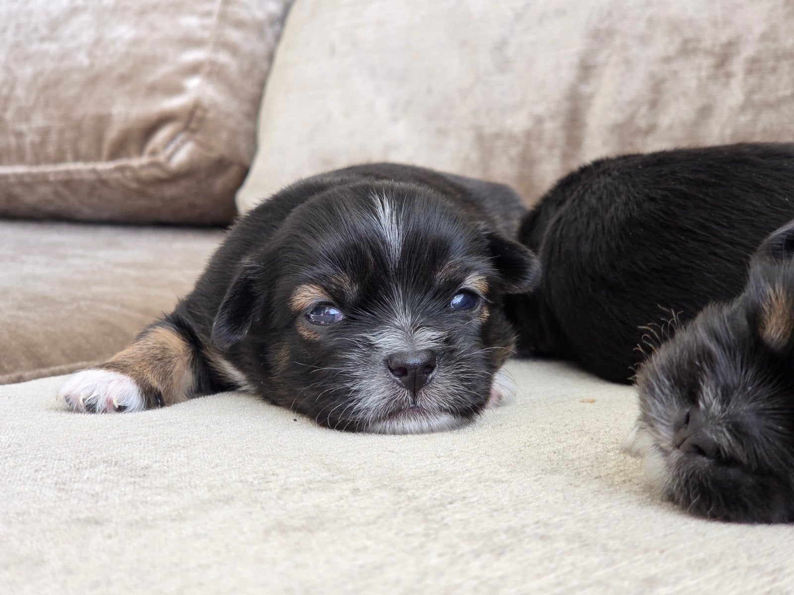 te koop prachtige mooie pups, 8 tot 15 weken, Meerdere, Meerdere dieren, Klein