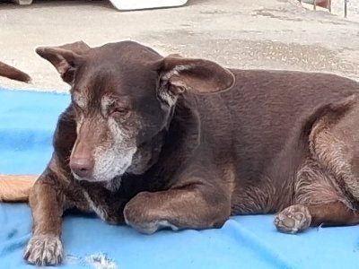 ACE: Lina, wie geeft deze dame nog een heerlijke thuis?, Dieren en Toebehoren, Honden | Niet-rashonden, 6 jaar of ouder, Particulier