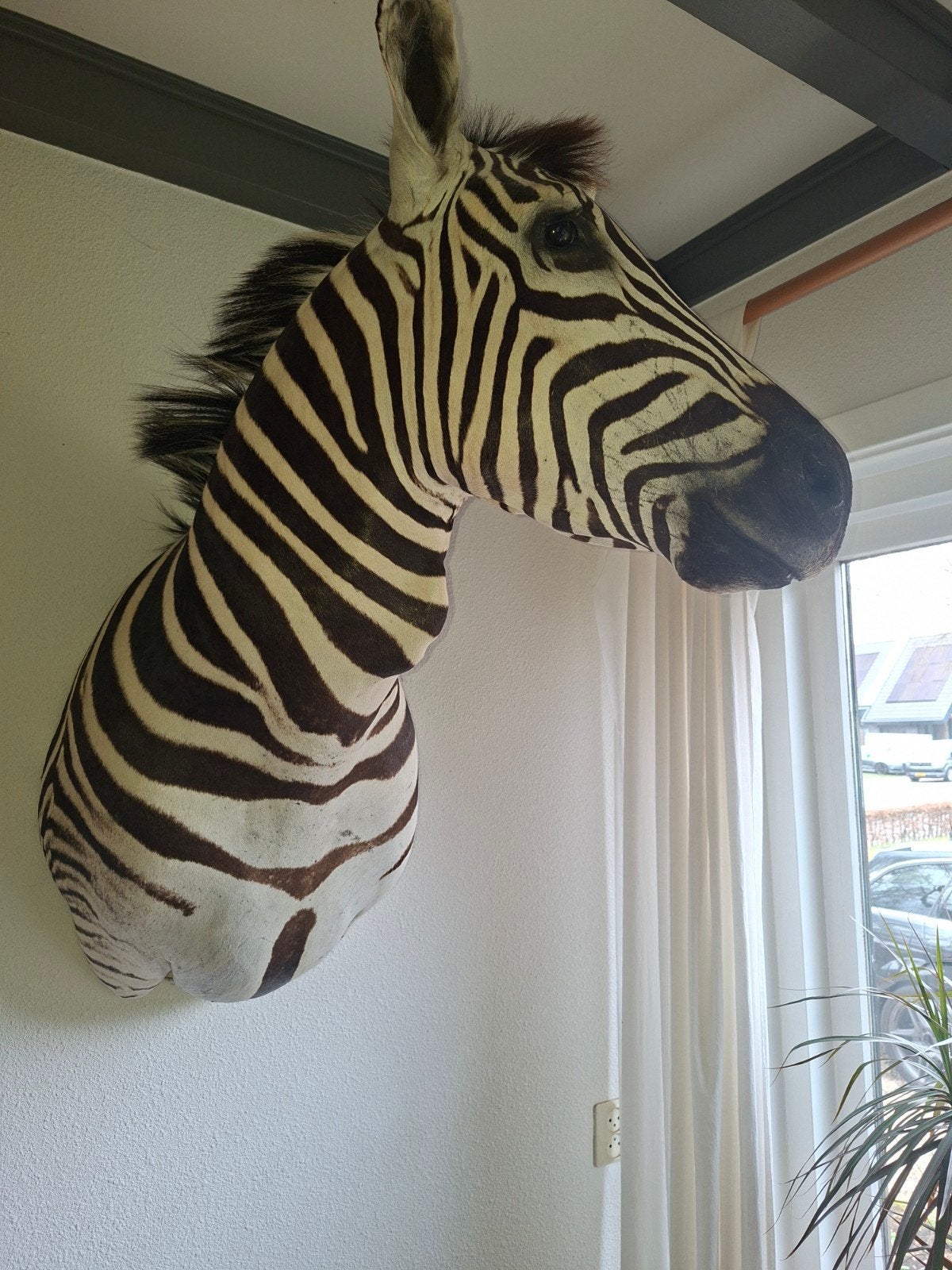 opgezette zebra taxidermie, Verzamelen, Ophalen, Opgezet dier