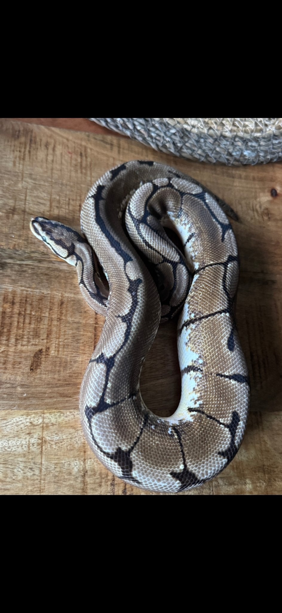 Python regius