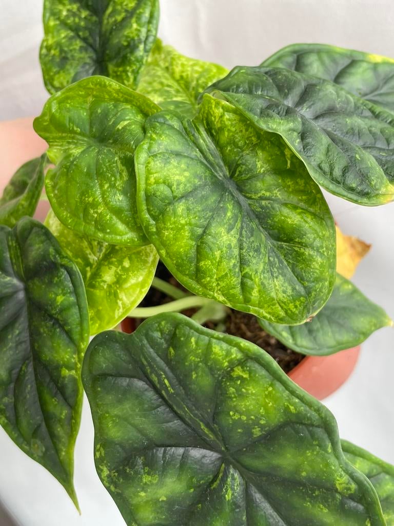 Alocasia dragon scale mint, Ophalen of Verzenden, Halfschaduw, Minder dan 100 cm