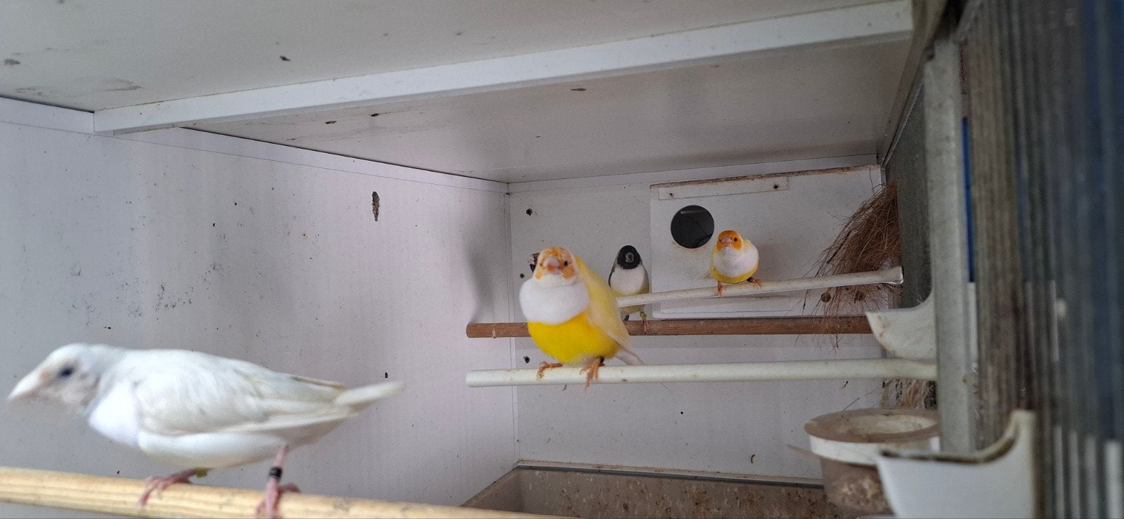 gouldamadine koppel geel split blauw, Dieren en Toebehoren, Meerdere dieren, Tropenvogel, Geringd
