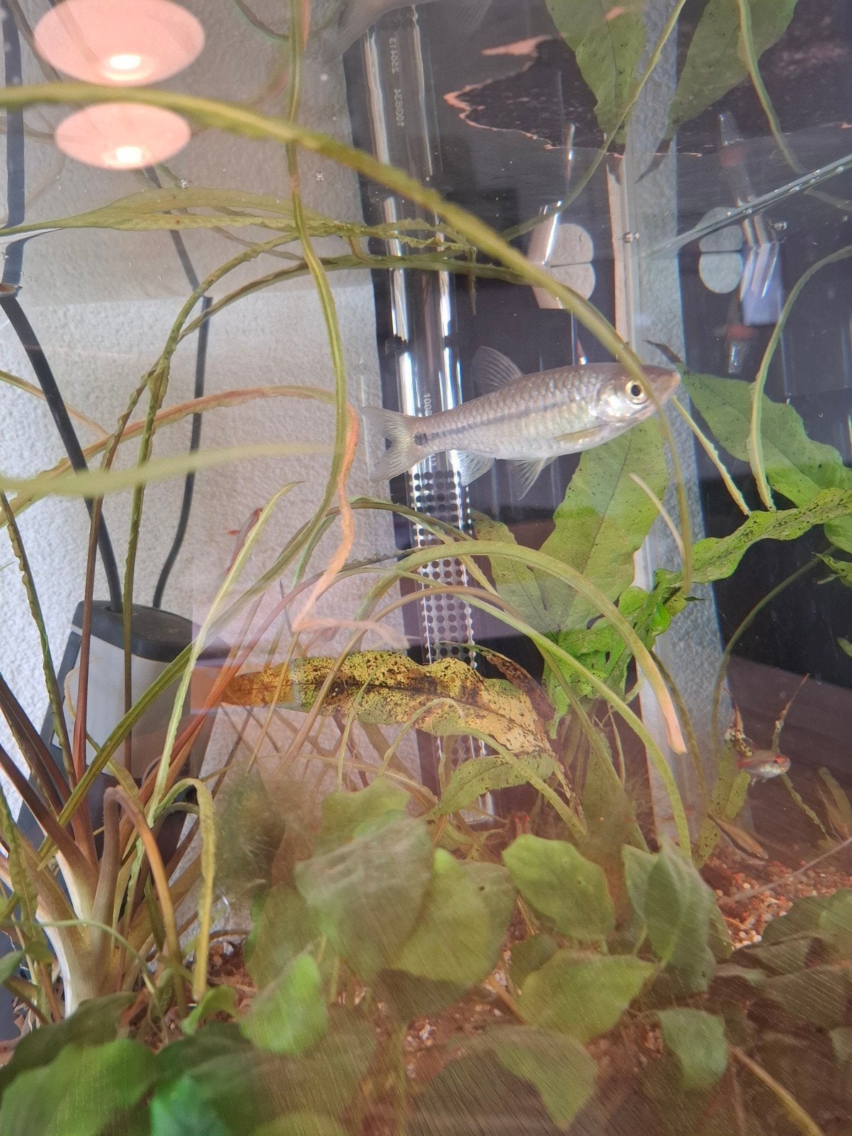 Aquarium vis, Dieren en Toebehoren, Vis