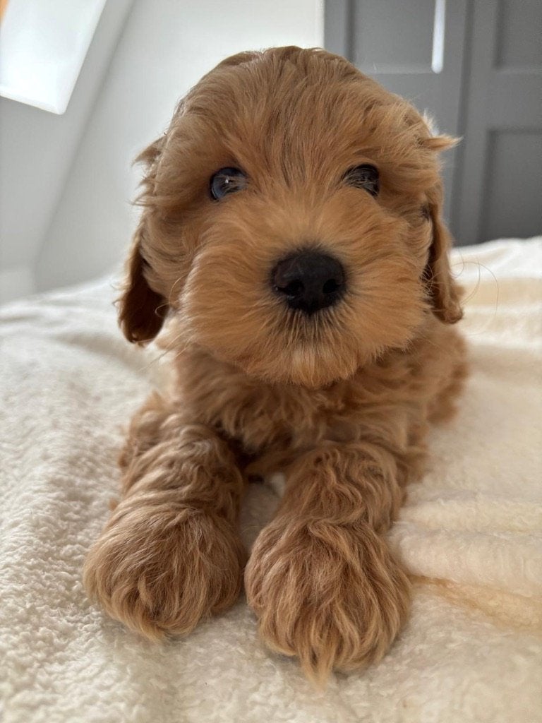 Dwergpoedel pups, Parvo, Reu, 8 tot 15 weken, Meerdere