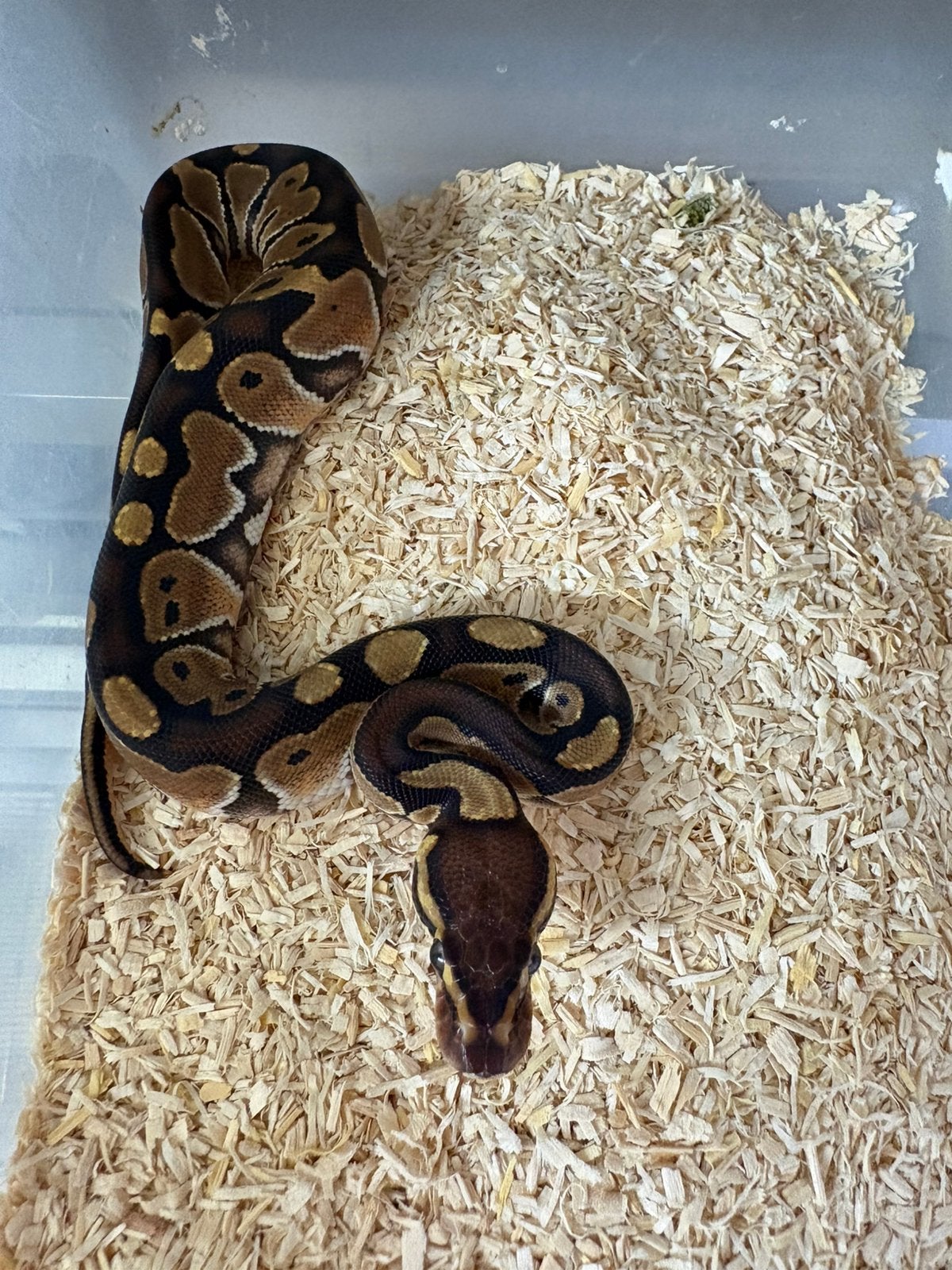 Vrouwtje Trojan poss het dg ballpython koningspython Ball Python photo 2