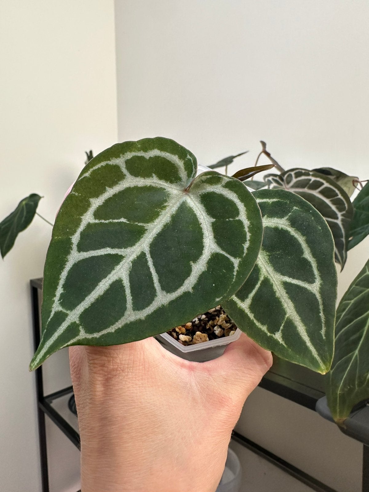 Anthurium red crystallinum, Ophalen of Verzenden, Halfschaduw, Minder dan 100 cm