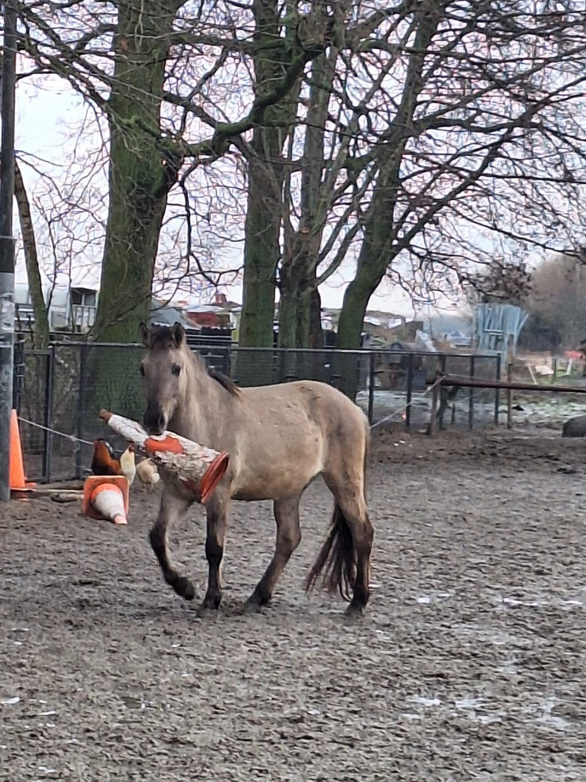 Mooie 3 jarige knonik ruin grote maat +1.40, Dieren en Toebehoren, Pony's, Ruin, Niet van toepassing, 3 tot 6 jaar