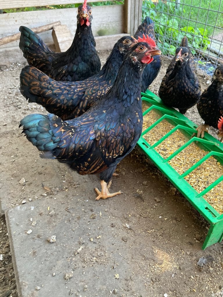 Barnevelder kriel dubbelgezoomd haantjes, Dieren en Toebehoren, Mannelijk, Kip