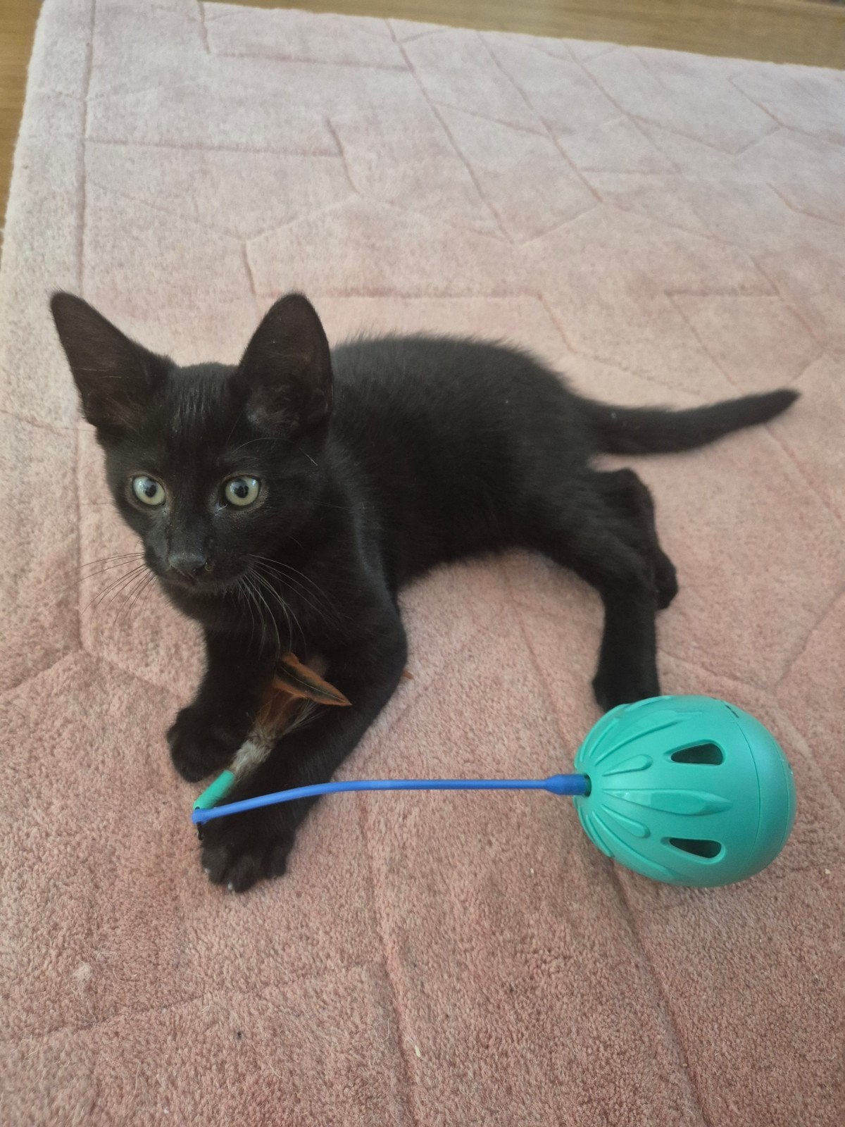 Schattige zwarte kitten (katertje van 3 maanden), Kater, Ontwormd, 0 tot 2 jaar