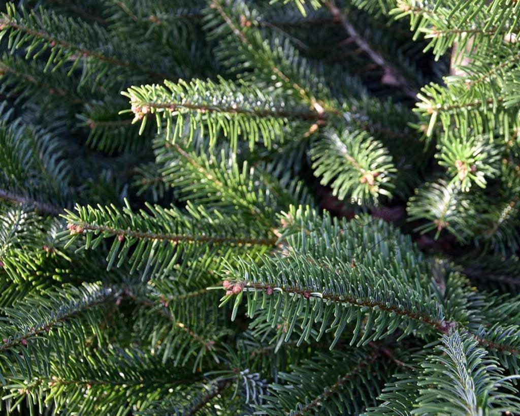 Abies nordmanniana, Nordmann-spar, nordman kerstbomen, Ophalen of Verzenden, Overige soorten, Struik, Minder dan 100 cm