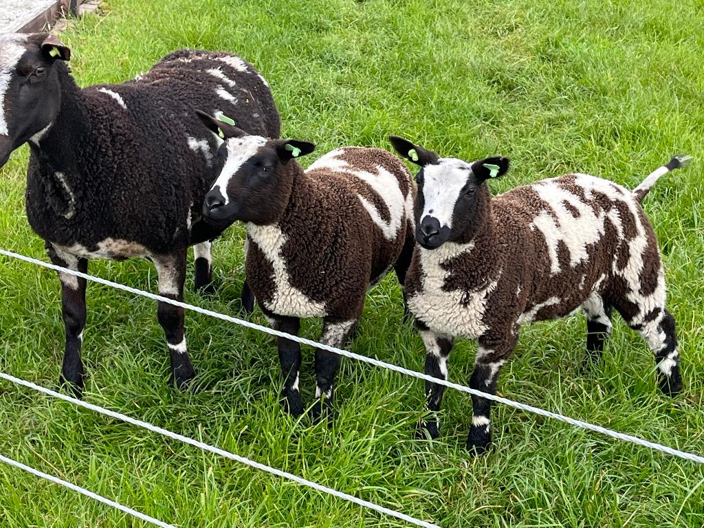 Bonte stamboek ooilammeren,  Zwoegervrij en scrapie vrij, Dieren en Toebehoren, Vrouwelijk, Schaap, 0 tot 2 jaar