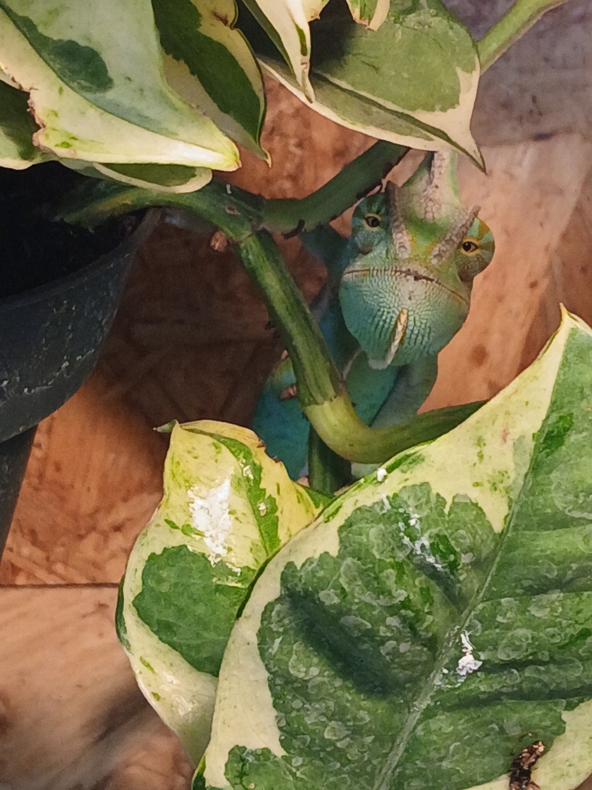Jemen kameleon Chameleon - male for sale from Wendy Bremer