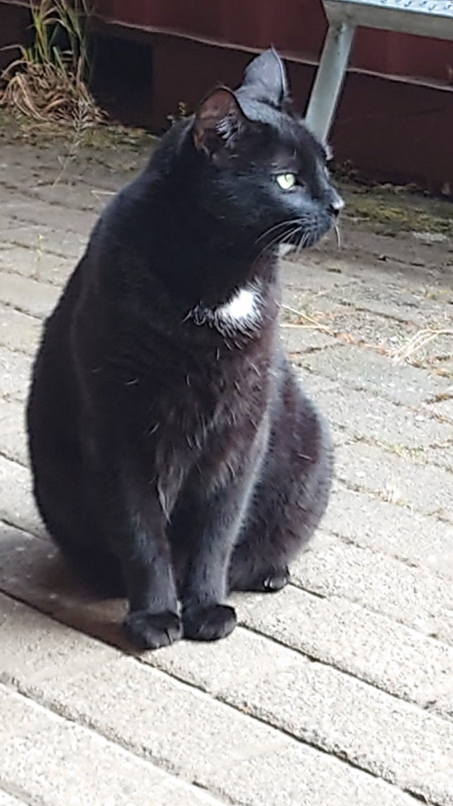 Fijn huisje gezocht voor Baco waar hij naar buiten kan., Dieren en Toebehoren, Kater