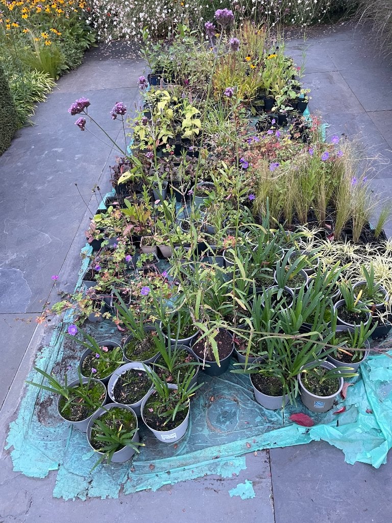 Diverse vaste planten in een koop, Tuin en Terras, Volle zon, Vaste plant, Zomer, Ophalen