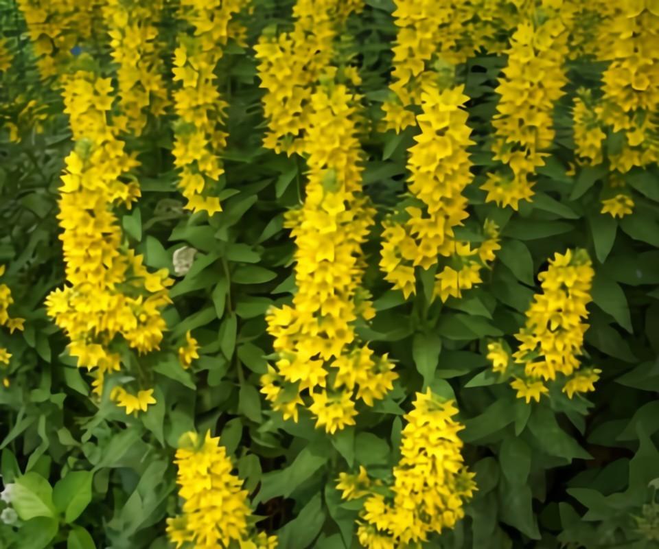 Gele Wederik, Volle zon, Vaste plant, Lente, Ophalen