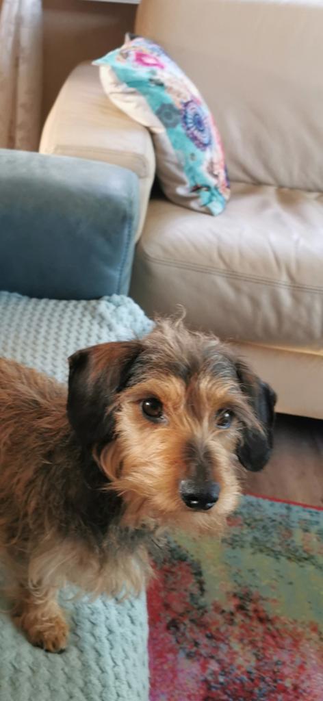 Leuke kaninchen teckel voor dekken, Rabiës (hondsdolheid), Reu, Eén hond, 3 tot 5 jaar