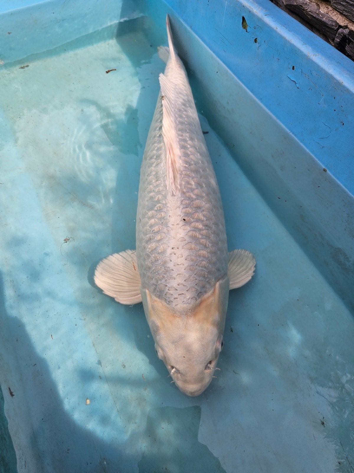 Platina Ogon / Parachina 60 - 62 cm, Karper of Koi