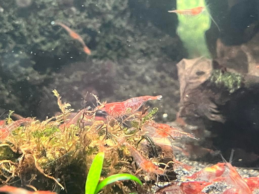 Red Rilli Garnalen, Dieren en Toebehoren, Vis