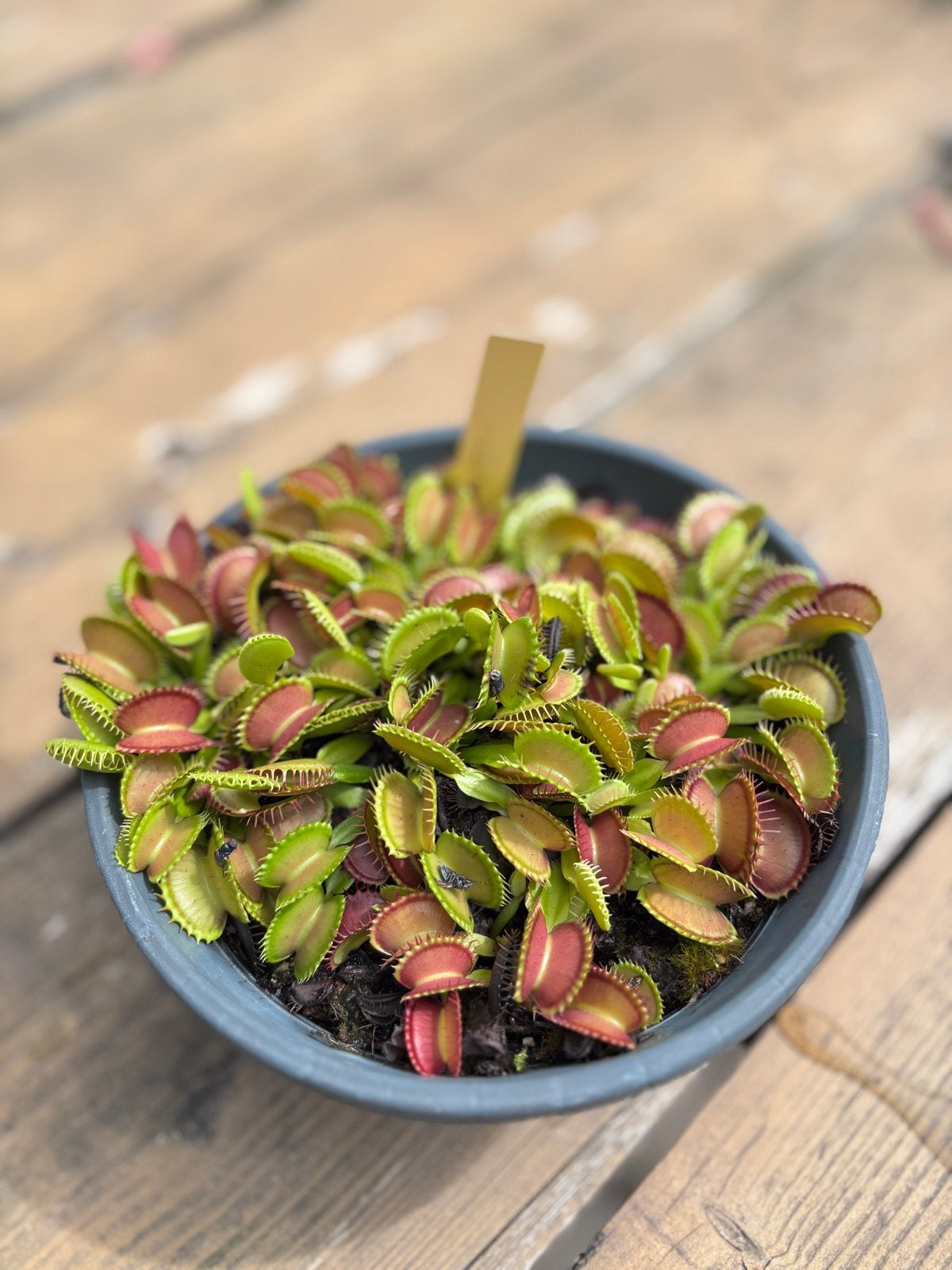 Dionaea Muscipula 'Raptor' - Vleesetende plant, Tuin en Terras, Volle zon, Vaste plant, Zomer, Ophalen