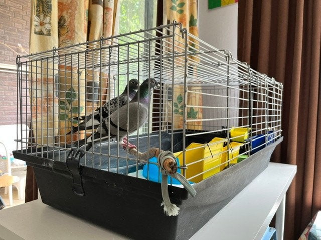 Oppas voor vogels gezocht, Meerdere dieren, Overige soorten
