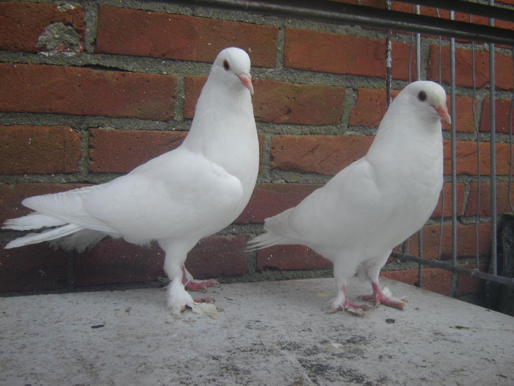 Witte..Sierduifjes '', Dieren en Toebehoren, Vogels | Duiven, Meerdere dieren, Overige soorten