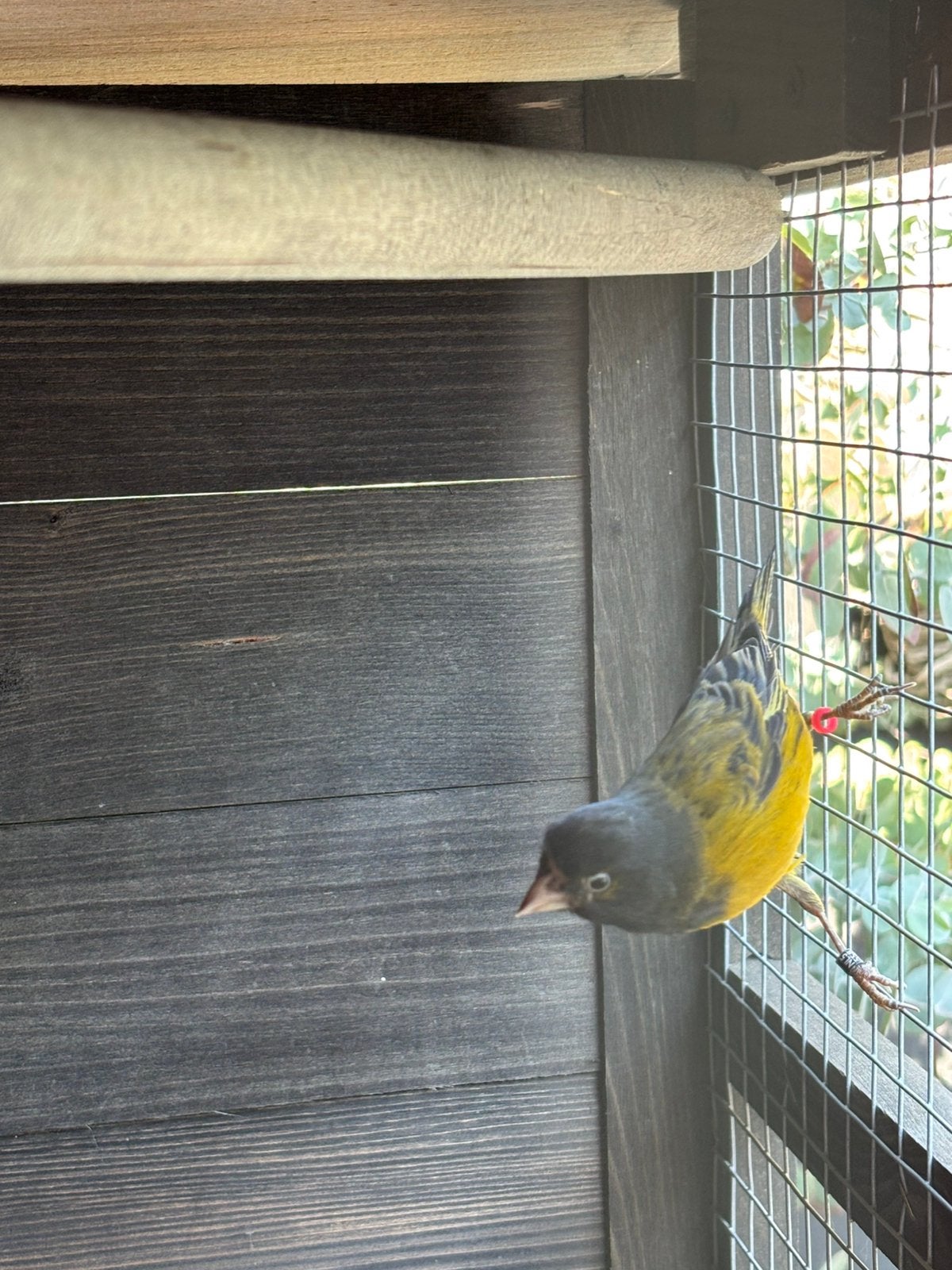 Zwartkopsijs bastaard man 2025, Dieren en Toebehoren, Vogels | Overige Vogels, Mannelijk, Wildzangvogel