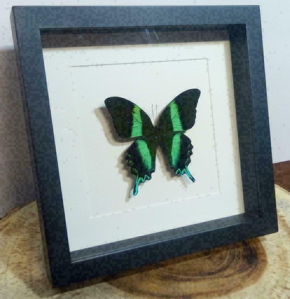 Papilio blumei vlinder opgezet in zwarte passe-partout lijst