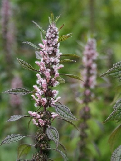 Tuinplanten, Ophalen, Vaste plant, Overige soorten, Halfschaduw