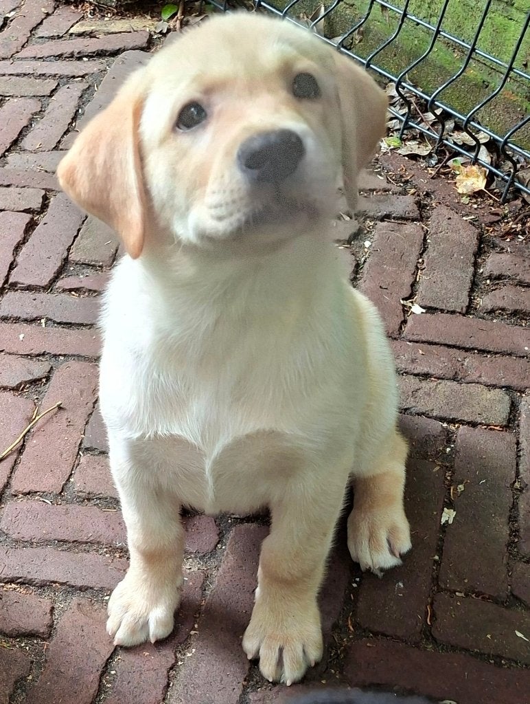 Enthousiaste kruising Labrador/Shepherd pups., Nederland, 8 tot 15 weken, CDV (hondenziekte), Meerdere