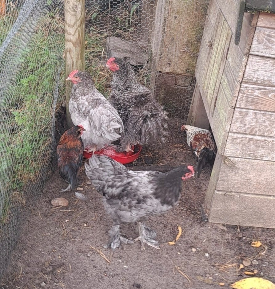 Kruising cochin hanen met ? - moeten weg!, Dieren en Toebehoren, Pluimvee, Meerdere dieren, Kip
