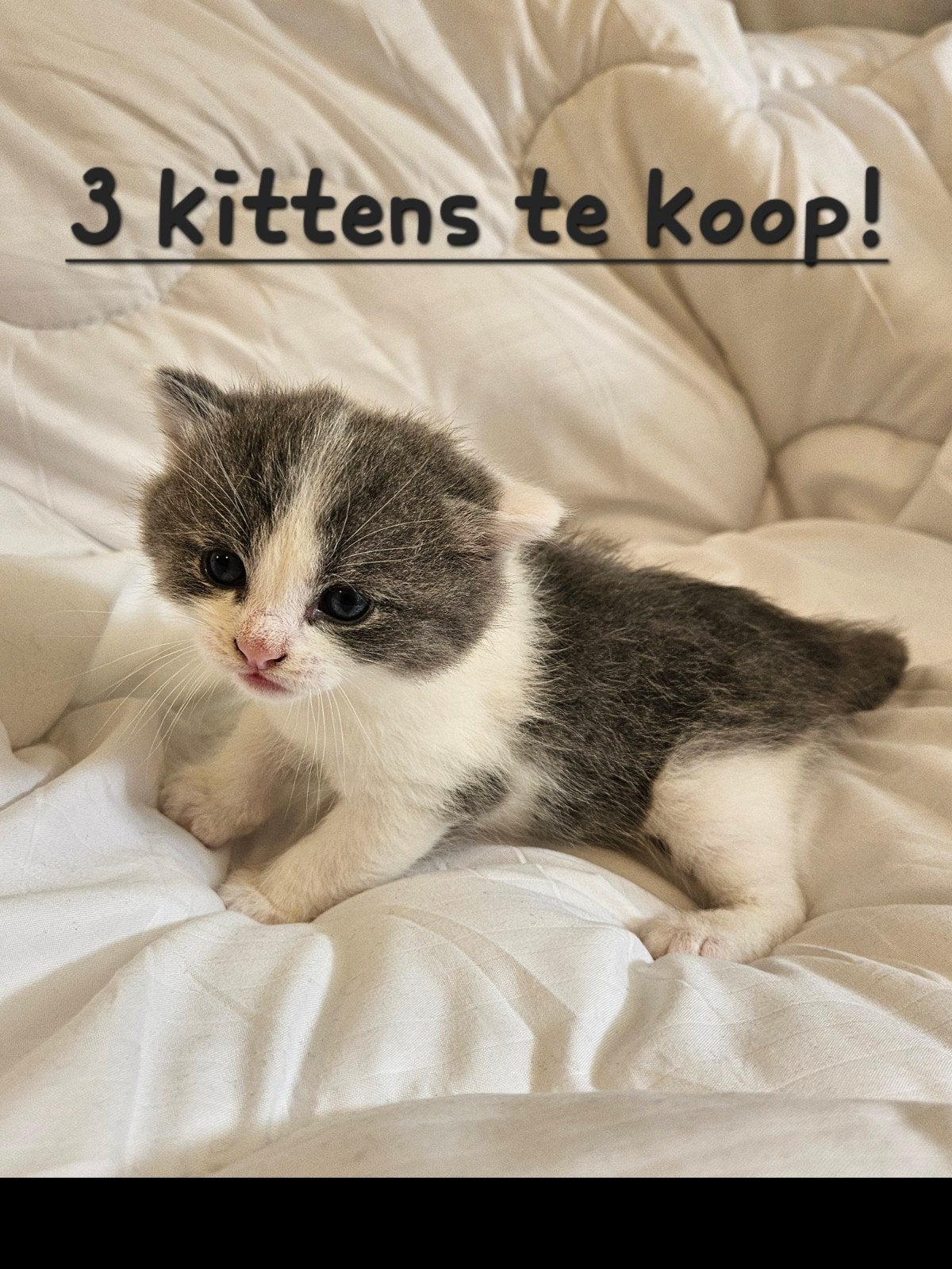 3 europese korthaar kittens te koop!!, Dieren en Toebehoren, Meerdere dieren, Kortharig, 0 tot 2 jaar