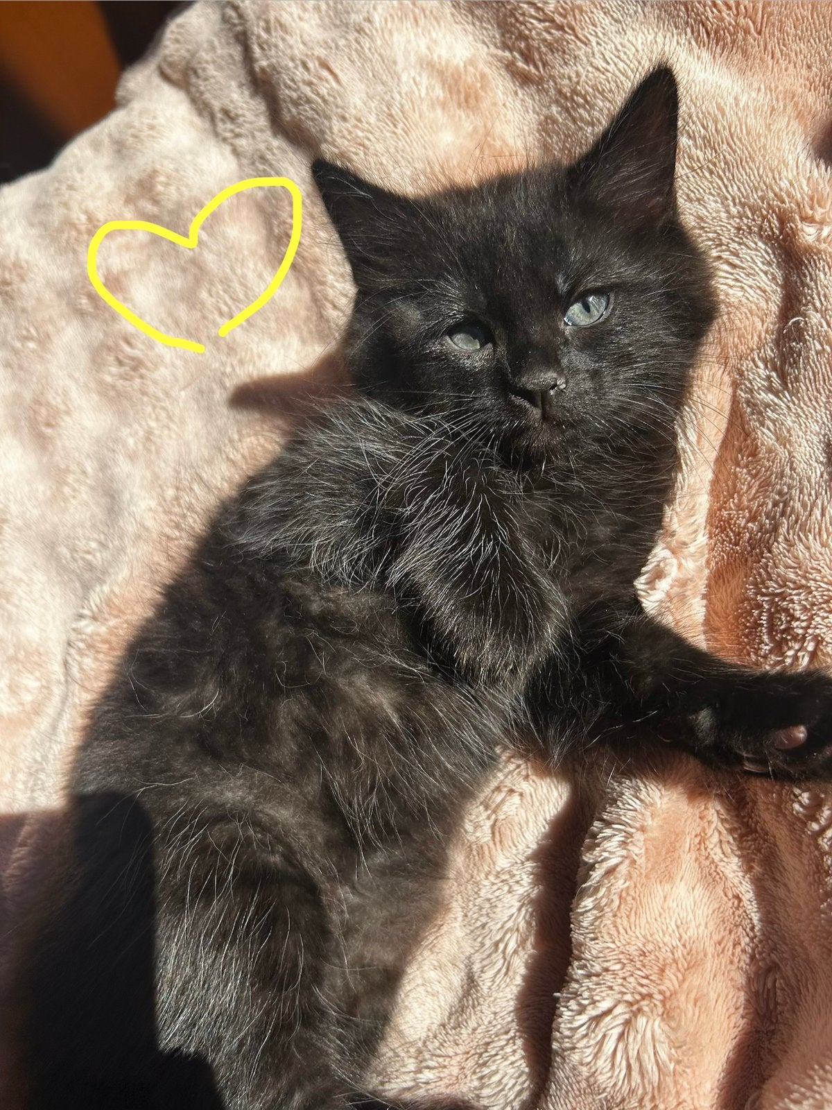 5 schattige Mainecoon X Birmaan kittens!, Meerdere dieren