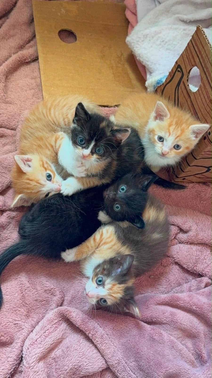 2 lieve kittens te koop!, Meerdere dieren
