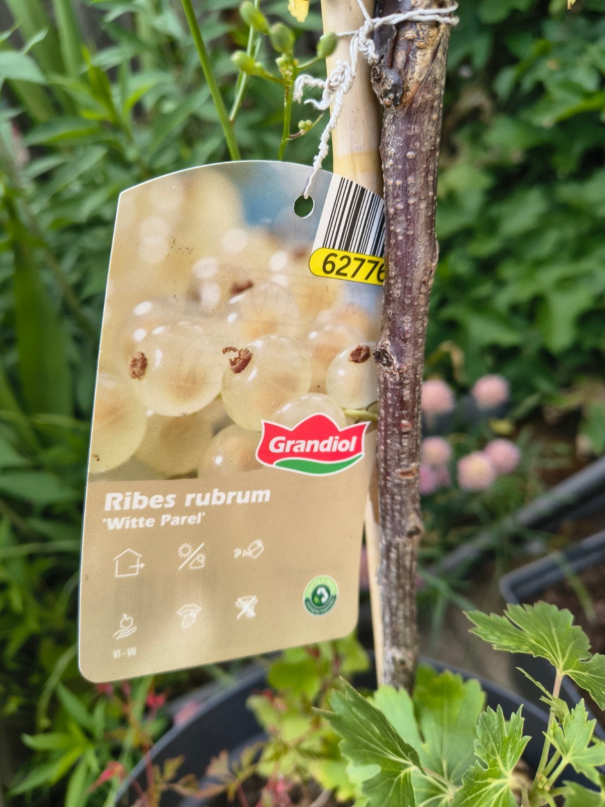 Witte bes (Ribes Rubrum), witte parel, Ophalen, Vee