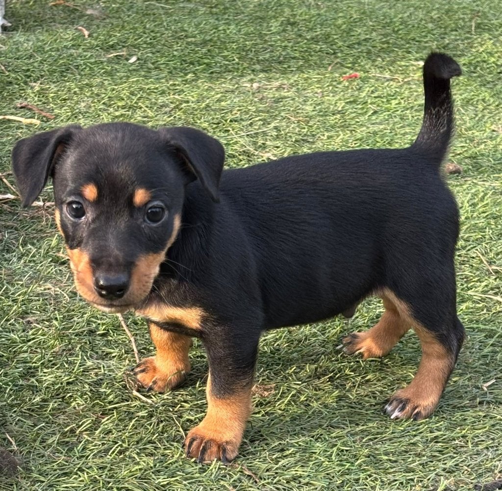 Jack Russel Puppies, Dieren en Toebehoren, België, Particulier, Jack Russell Terriër, 8 tot 15 weken