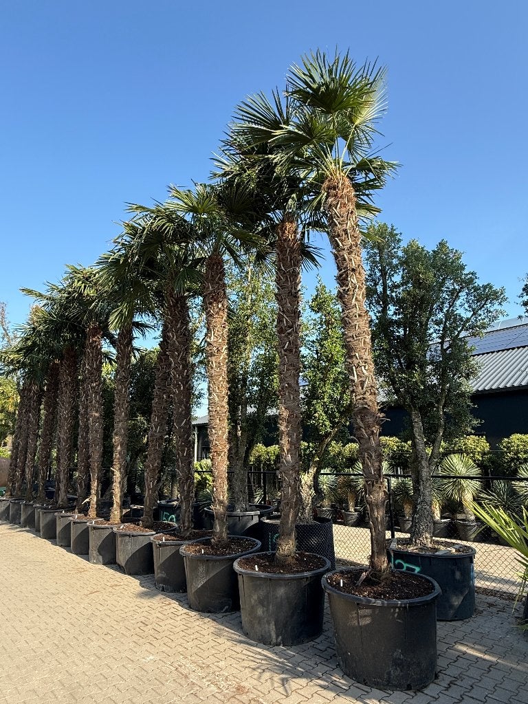 Trachycarpus fortunei palmbomen met stamhoogte 400-450 cm, Tuin en Terras, In pot, Halfschaduw, Ophalen of Verzenden, Lente