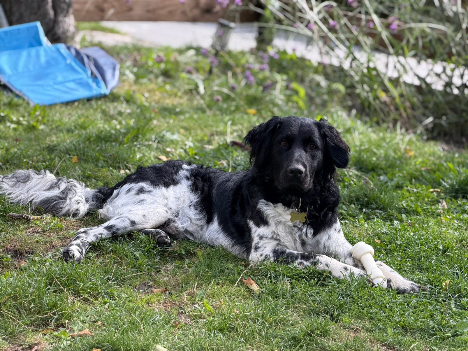Friese Stabij Dekreu aangeboden, Parvo, Reu, 1 tot 2 jaar, Eén hond