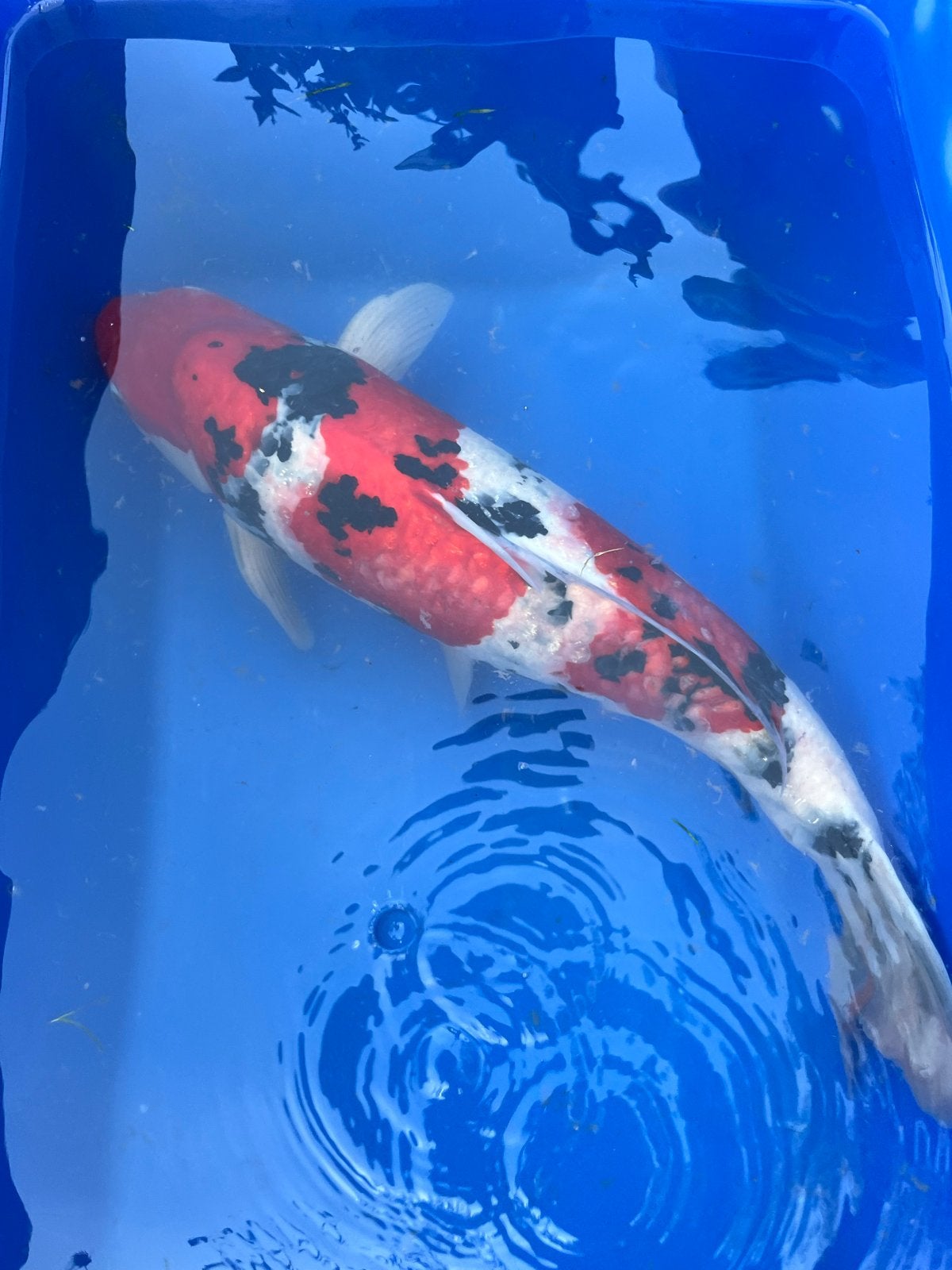 4 japanse koi voor €400,-, Dieren en Toebehoren, Karper of Koi