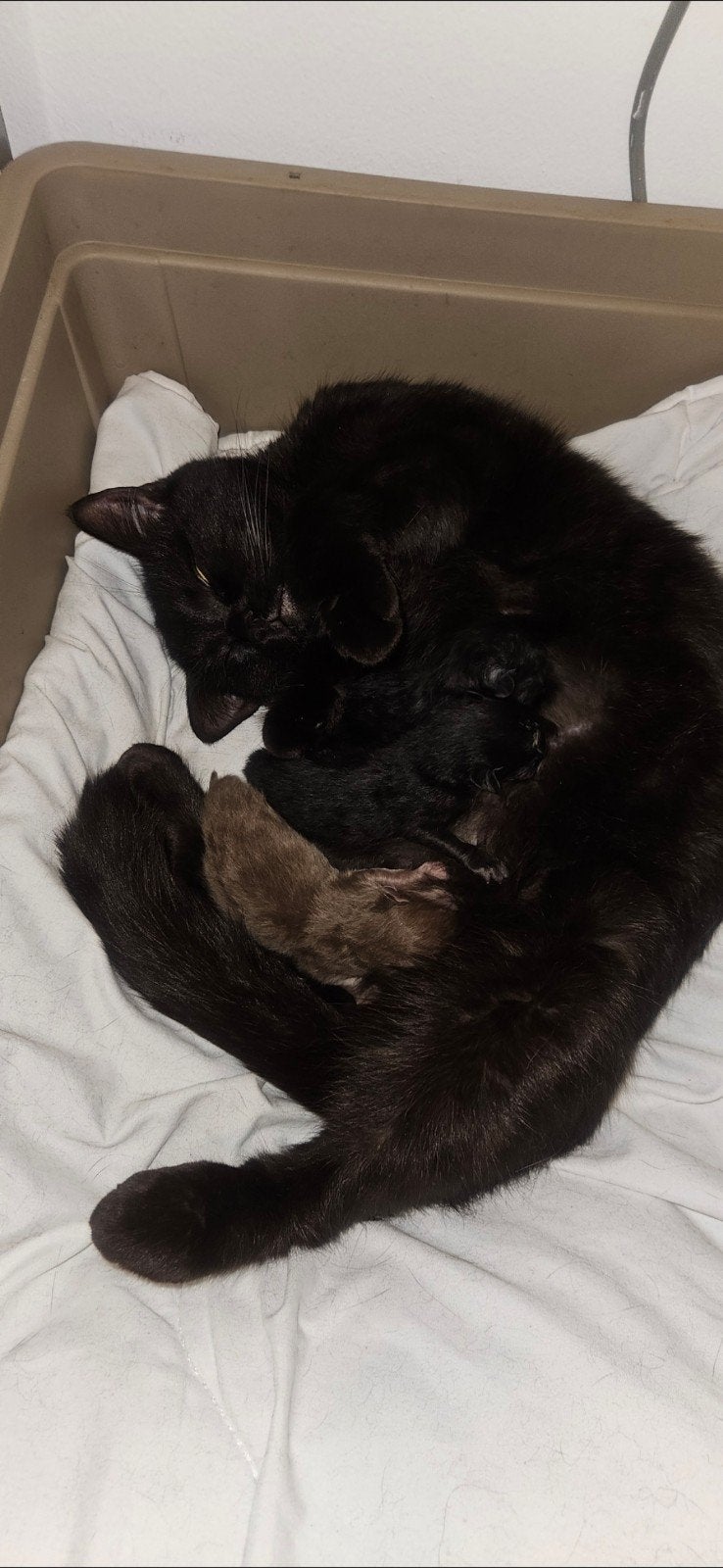 britse korthaar kittens