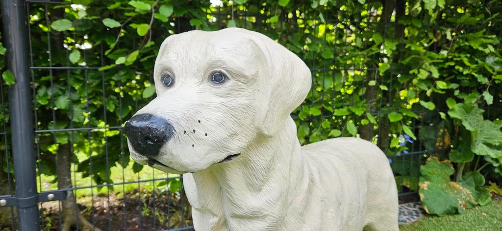 Labrador 70cm hoog. Eet niet en slaapt niet op bed., Ophalen, Zo goed als nieuw, Kunststof, Dierenbeeld