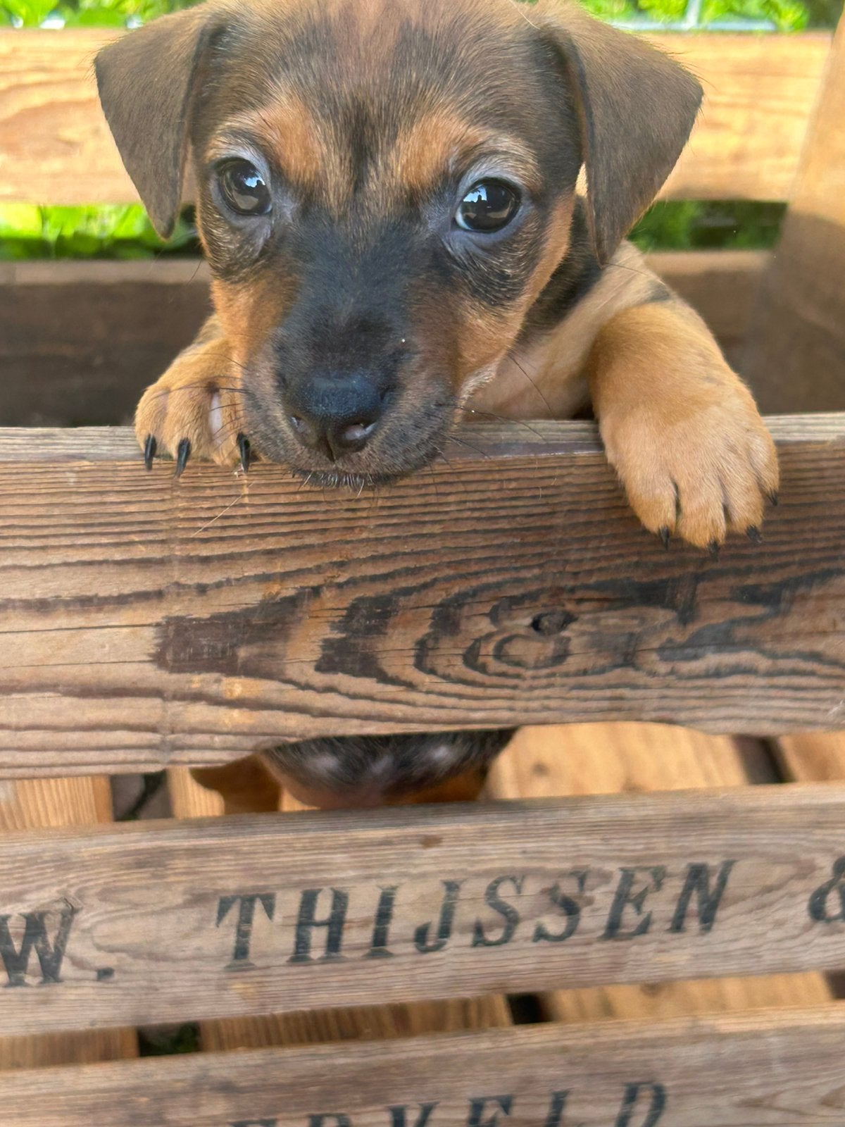 Nog 1 mooie Choco Tan Jack Russel reu puppy, Jack Russell Terriër, 8 tot 15 weken, Meerdere, Meerdere dieren