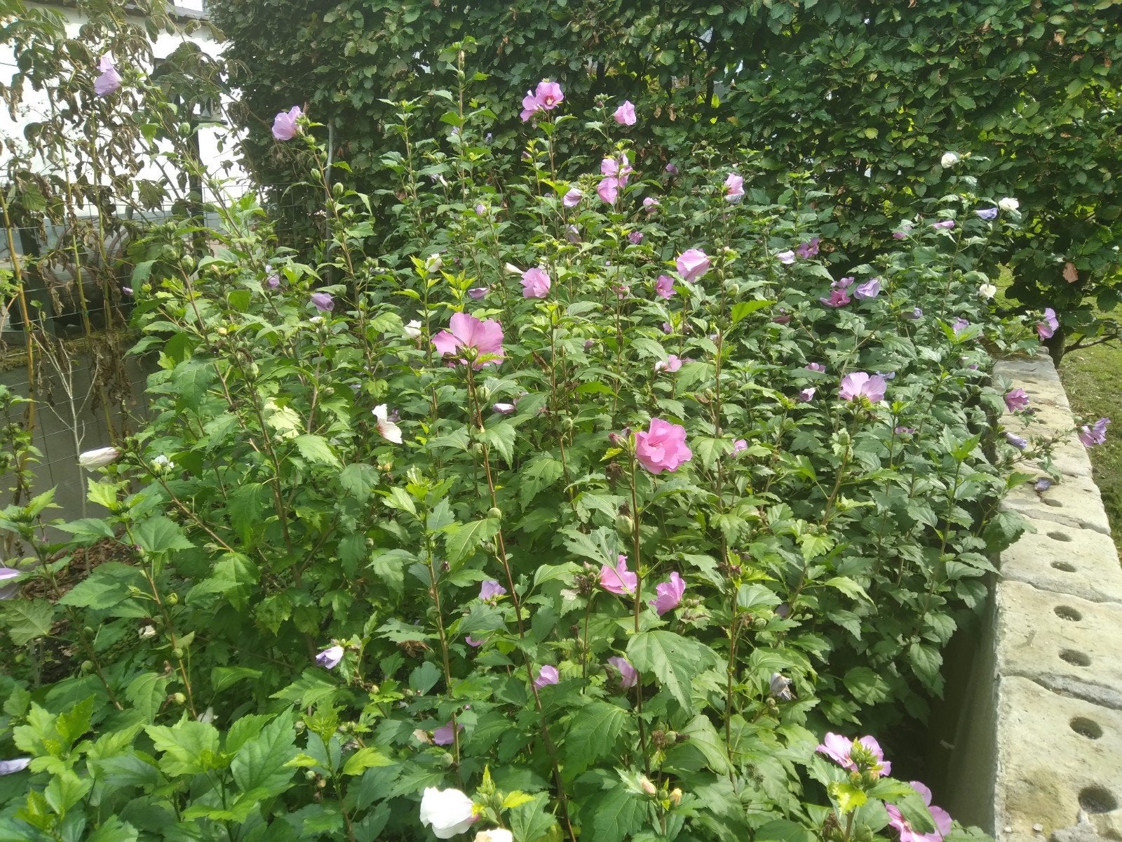 hibiscussen witte en paars/blauw/rose, Ophalen, Overige soorten, 100 tot 250 cm