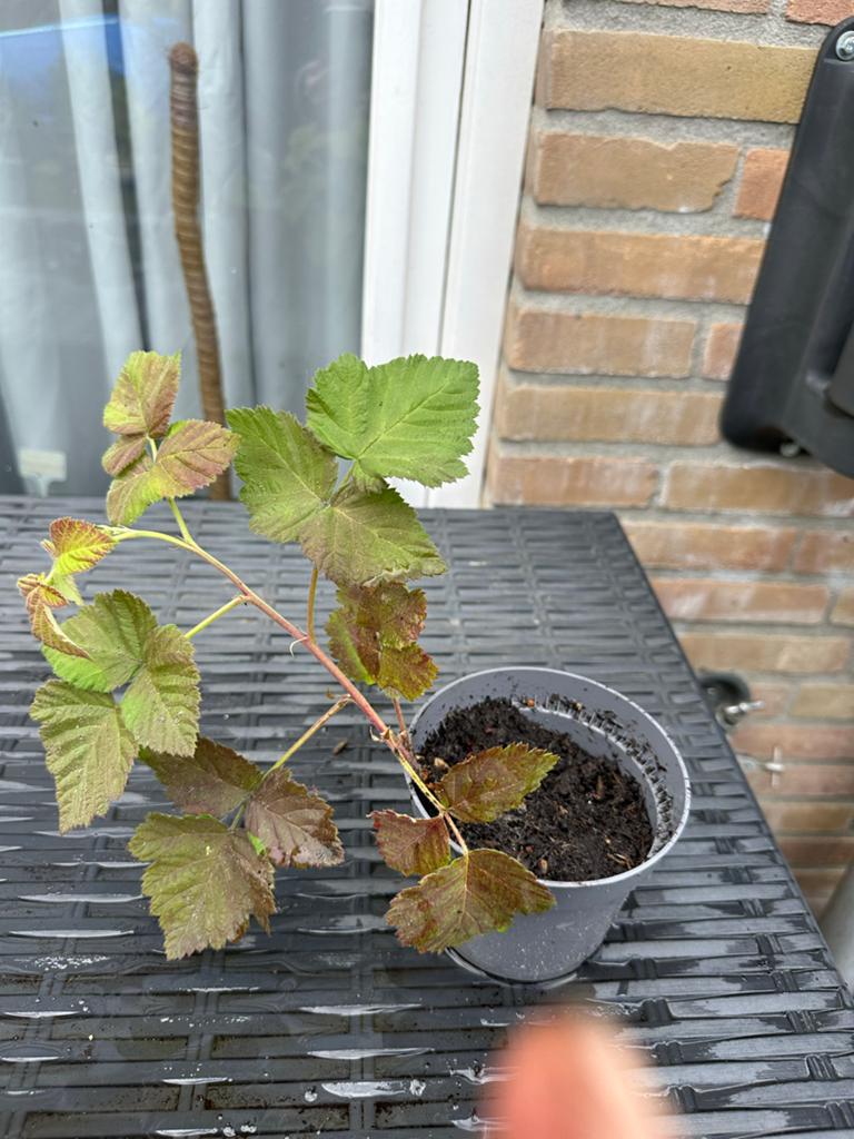 Biologische Loganbessen Plant - Vers Fruit uit Eigen Tuin, Ophalen, Volle zon, Vaste plant, Zomer