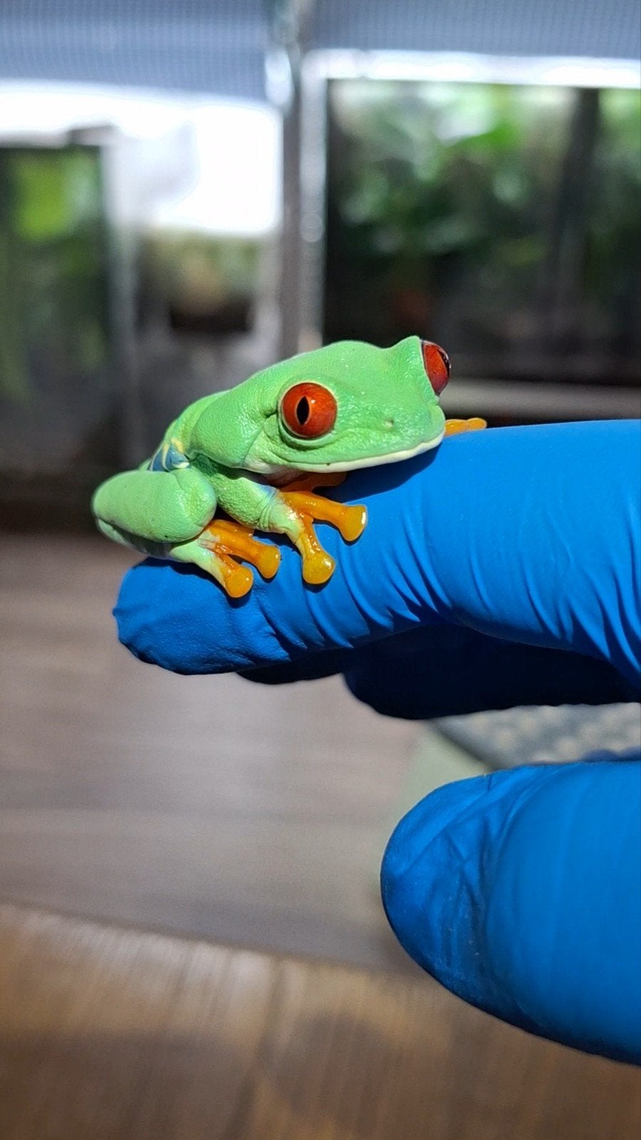 Agalychnis callidryas roodoogmakikikker nakweek babies