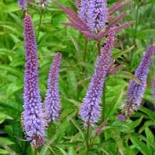 Mooie Veronicastrum 'Red Arrows' (Ereprijs) in pot!, Ophalen, Overige soorten, Volle zon